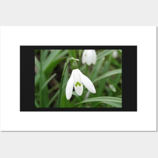 The March Snowdrop Posters and Art